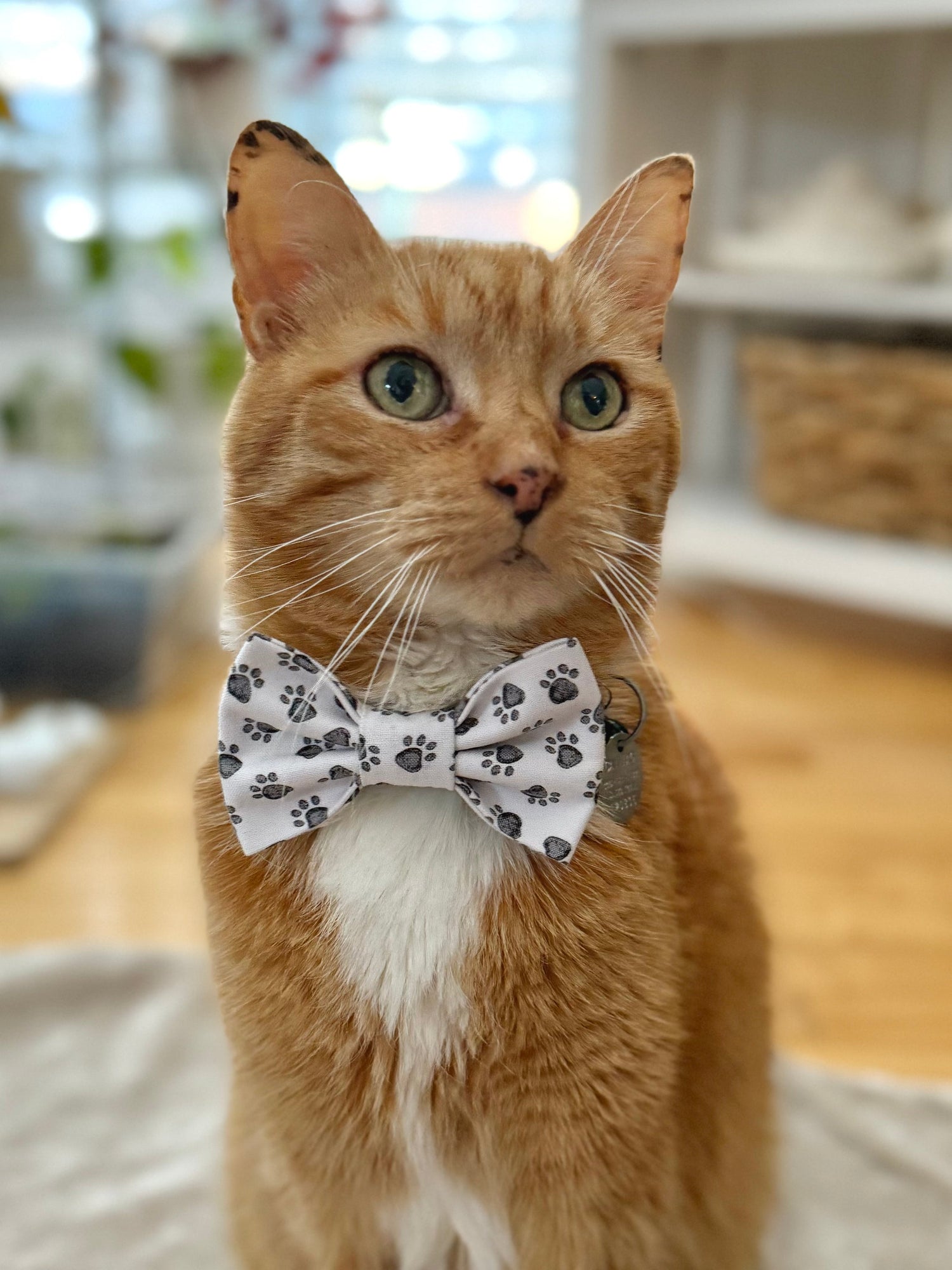 Pet Bow Ties